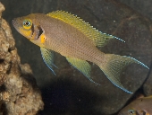 Neolamprologus Pulcher