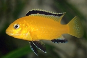 Labidochromis Caeruleus / Electric Yellow