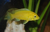 Labidochromis Hybrid Yellow 