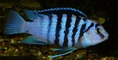 Labidochromis Chisumulae 