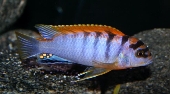 Labidochromis Hongi / Kimpuma