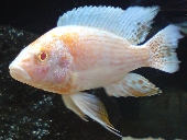 Aulonocara OB (Orange-Blotched) Albino