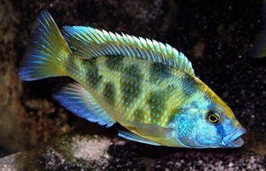 Nimbochromis Venustus