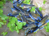 Cichlid Warehouse Home