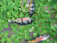 Cichlid Warehouse Home