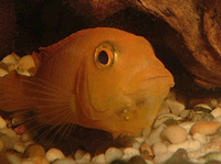 Female Cichlid with Fry