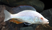 Dimidiochromis Compressiceps Albino