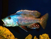 Nimbochromis Fuscotaeniatus