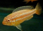 Melanochromis Auratus Albino