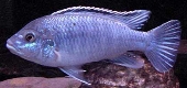 Melanochromis Joanjohnsonae / Exasperatus