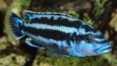 Melanochromis Kaskazini / Northern Blue