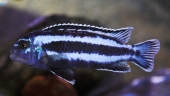 Melanochromis Cyaneorhabdos 