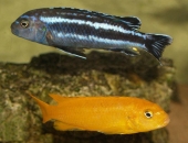 Melanochromis Johannii / Johanni